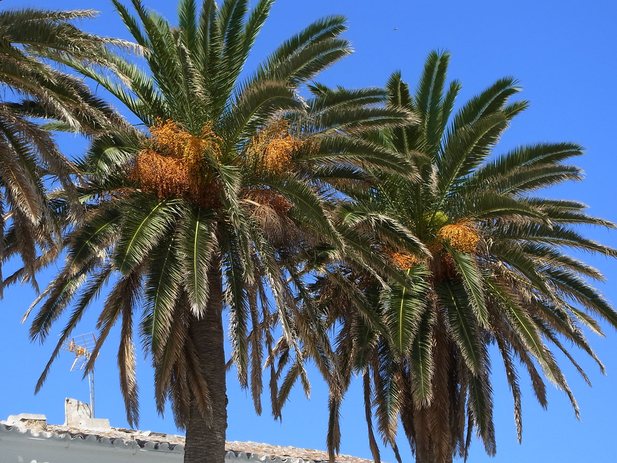 Riega el jard&iacute;n de fulano